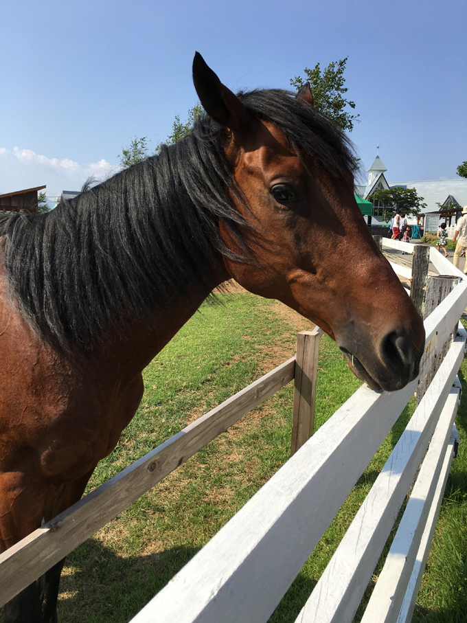 牧歌の里馬